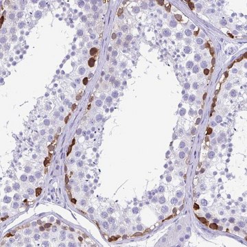 Anti-TSPY4 antibody produced in rabbit Prestige Antibodies&#174; Powered by Atlas Antibodies, affinity isolated antibody, buffered aqueous glycerol solution