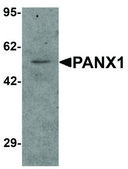 Anti-PANX1 antibody produced in rabbit affinity isolated antibody