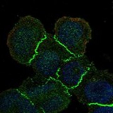 Anti-MAGI1 antibody produced in rabbit Prestige Antibodies&#174; Powered by Atlas Antibodies, affinity isolated antibody, buffered aqueous glycerol solution