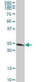 Anti-TFAM antibody produced in mouse purified immunoglobulin, buffered aqueous solution
