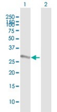 Anti-SSX2 antibody produced in mouse purified immunoglobulin, buffered aqueous solution