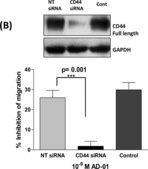 Anti-GAPDH antibody produced in rabbit ~1&#160;mg/mL, affinity isolated antibody, buffered aqueous solution
