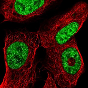 Anti-ISX antibody produced in rabbit affinity isolated antibody, buffered aqueous glycerol solution