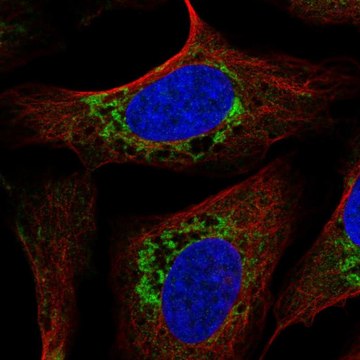 Anti-USMG5 antibody produced in rabbit Prestige Antibodies&#174; Powered by Atlas Antibodies, affinity isolated antibody