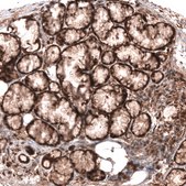 Monoclonal Anti-Wnt5A Antibody Produced In Mouse Prestige Antibodies&#174; Powered by Atlas Antibodies, clone CL13683, affinity isolated antibody, buffered aqueous glycerol solution