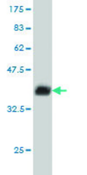 Monoclonal Anti-BANF1 antibody produced in mouse clone M1, purified immunoglobulin, buffered aqueous solution
