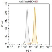 Anti-phospho-p38 (T180/Y182) Antibody, clone 2B7 ZooMAb&#174; Rabbit Monoclonal recombinant, expressed in HEK 293 cells