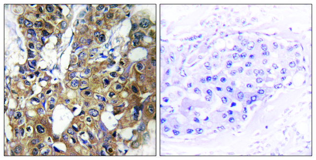 Anti-CD9 antibody produced in rabbit affinity isolated antibody