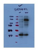 Anti-SREBF1, (N-terminal) antibody produced in rabbit affinity isolated antibody