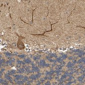 Anti-MEGF9 antibody produced in rabbit Prestige Antibodies&#174; Powered by Atlas Antibodies, affinity isolated antibody, buffered aqueous glycerol solution