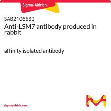 Anti-LSM7 antibody produced in rabbit affinity isolated antibody