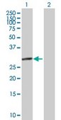 Anti-EIF2B1 antibody produced in mouse IgG fraction of antiserum, buffered aqueous solution