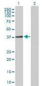 Anti-TEX264 antibody produced in rabbit purified immunoglobulin, buffered aqueous solution