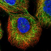 Anti-ZNF573 antibody produced in rabbit Prestige Antibodies&#174; Powered by Atlas Antibodies, affinity isolated antibody, buffered aqueous glycerol solution