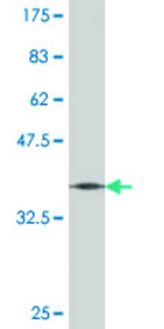 Monoclonal Anti-DCK, (C-terminal) antibody produced in mouse clone 1E6, purified immunoglobulin, buffered aqueous solution