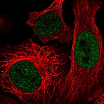 Anti-EP400 antibody produced in rabbit Prestige Antibodies&#174; Powered by Atlas Antibodies, affinity isolated antibody