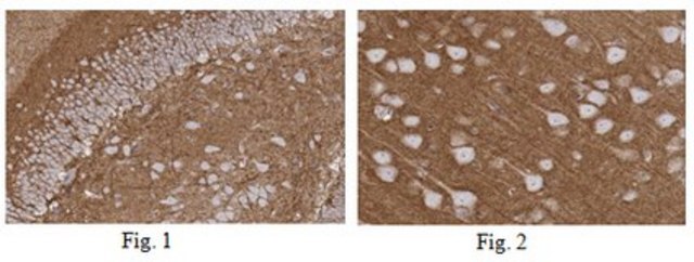 Anti-NCAM1 Antibody, clone 11G7.1 clone 11G7.1, from mouse