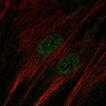 Anti-SALL1 antibody produced in rabbit Prestige Antibodies&#174; Powered by Atlas Antibodies, affinity isolated antibody, buffered aqueous glycerol solution