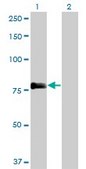 Monoclonal Anti-PLEKHC1 antibody produced in mouse clone 2G11, purified immunoglobulin, buffered aqueous solution