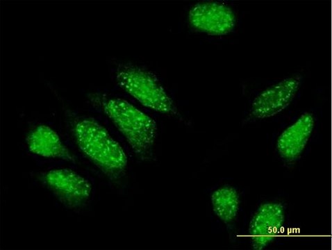 Anti-PDE4DIP antibody produced in mouse purified immunoglobulin, buffered aqueous solution