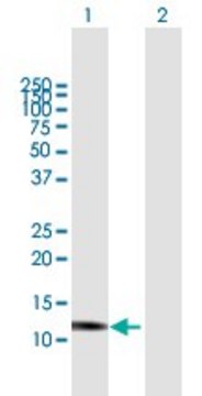 Anti-GNLY antibody produced in mouse purified immunoglobulin, buffered aqueous solution