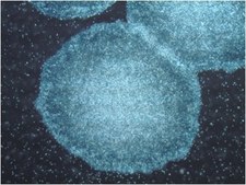 PluriSTEM-XF&#174; Recombinant Vitronectin Human pluripotent stem cell culture.