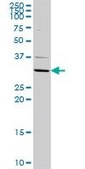 Anti-ATP4B antibody produced in rabbit purified immunoglobulin, buffered aqueous solution