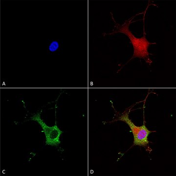 Monoclonal Anti-Versican - Apc antibody produced in mouse clone S351-23, purified immunoglobulin