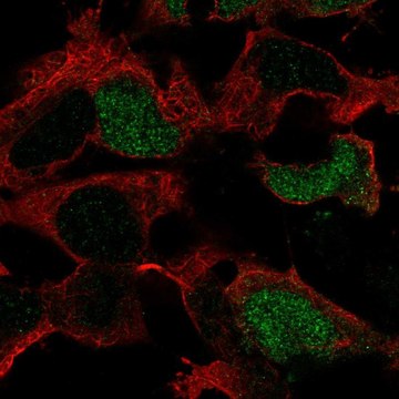 Anti-POU3F4 antibody produced in rabbit Prestige Antibodies&#174; Powered by Atlas Antibodies, affinity isolated antibody