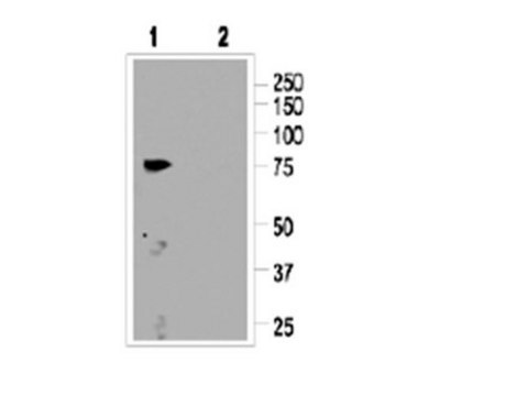 Anti-CNGA3 Antibody Chemicon&#174;, from rabbit