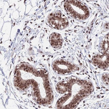 Anti-KIAA1191 antibody produced in rabbit Prestige Antibodies&#174; Powered by Atlas Antibodies, affinity isolated antibody, buffered aqueous glycerol solution