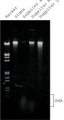 GenElute&#8482; Plant Genomic DNA Miniprep Kit sufficient for 10&#160;purifications