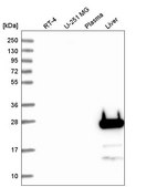 Anti-FGF5 antibody produced in rabbit Prestige Antibodies&#174; Powered by Atlas Antibodies, affinity isolated antibody