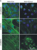 Anti-&#945;-Catenin antibody produced in rabbit whole antiserum