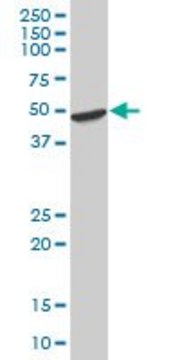 Anti-HOMER2 antibody produced in mouse IgG fraction of antiserum, buffered aqueous solution