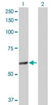 Anti-GABPA antibody produced in rabbit purified immunoglobulin, buffered aqueous solution