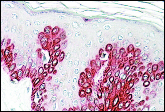 Anti-SIRT1 antibody produced in goat affinity isolated antibody, buffered aqueous solution