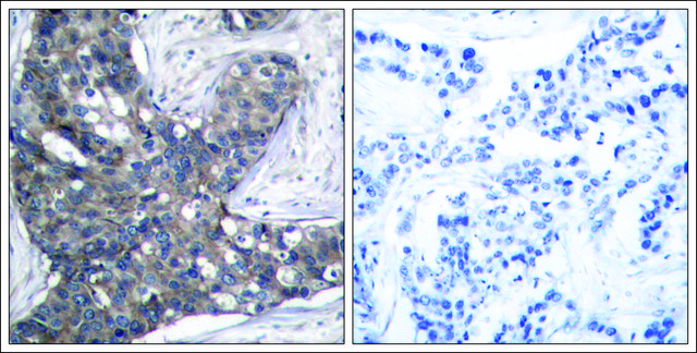 Anti-EIF2S1 (Ab-51) antibody produced in rabbit affinity isolated antibody