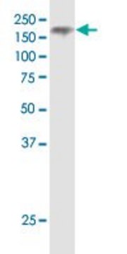 Monoclonal Anti-NPC1 antibody produced in mouse clone 4H2, purified immunoglobulin, buffered aqueous solution