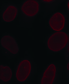Anti-Lamin A&#8722;Atto 647N antibody produced in rabbit 1.5-3&#160;mg/mL, affinity isolated antibody, buffered aqueous solution
