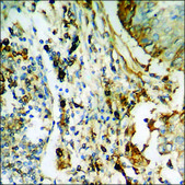 Anti-phospho-Synapsin1 (pSer605) antibody produced in rabbit affinity isolated antibody