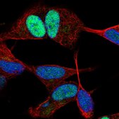 Anti-JUND antibody produced in rabbit Prestige Antibodies&#174; Powered by Atlas Antibodies, affinity isolated antibody, buffered aqueous glycerol solution