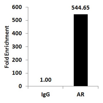 ChIPAb+ Androgen Receptor- ChIP Validated Antibody and Primer Set from rabbit, purified by affinity chromatography