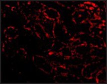 Anti-RIP3 antibody produced in rabbit affinity isolated antibody