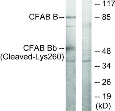 Anti-CFAB Bb (Cleaved-Lys260) antibody produced in rabbit affinity isolated antibody