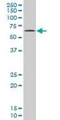 ANTI-MEF2A antibody produced in mouse clone 1C8, purified immunoglobulin, buffered aqueous solution