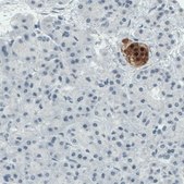 Monoclonal Anti-SCGN antibody produced in mouse Prestige Antibodies&#174; Powered by Atlas Antibodies, clone CL0273, purified immunoglobulin, buffered aqueous glycerol solution