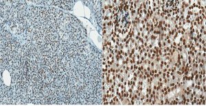 Anti-DNA G-quadruplex (G4) Antibody, clone 1H6 clone 1H6, from mouse
