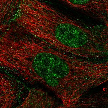 Anti-ZGPAT antibody produced in rabbit Prestige Antibodies&#174; Powered by Atlas Antibodies, affinity isolated antibody