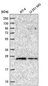 Anti-RAB5A antibody produced in rabbit Prestige Antibodies&#174; Powered by Atlas Antibodies, affinity isolated antibody